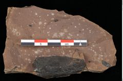 Foto (Detailansicht) von Pinus sp. (NHMW-GEO-2024-0188-0195)